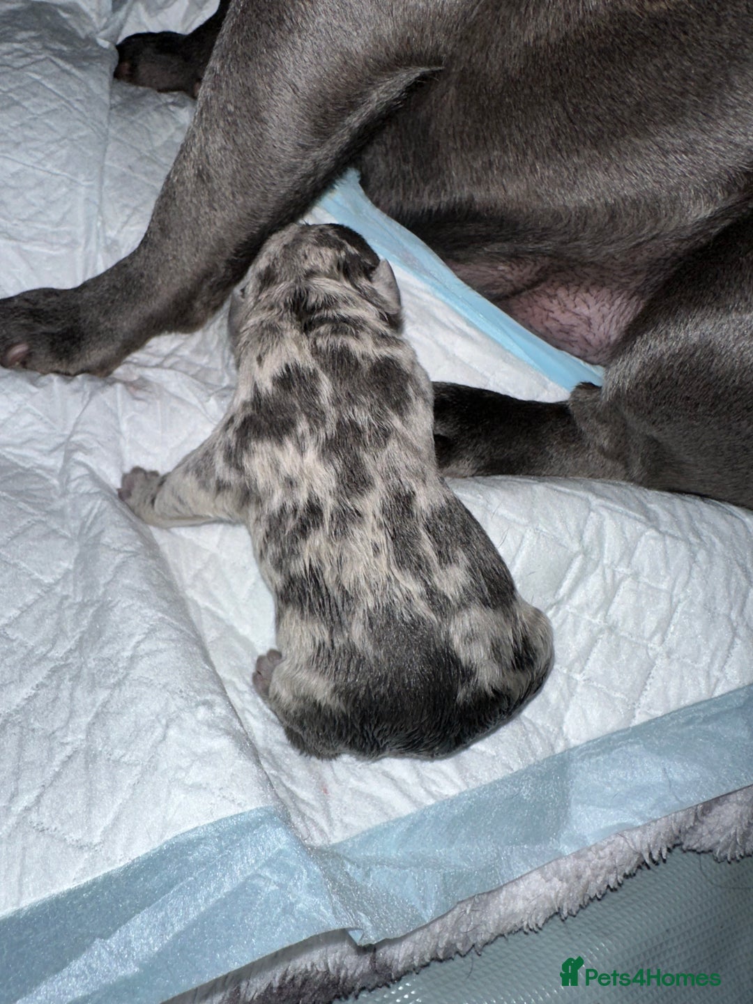 French Bulldog dogs for sale: Blue merle French bulldog puppy  - Advert 4