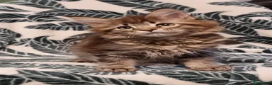 Brown tabby female 