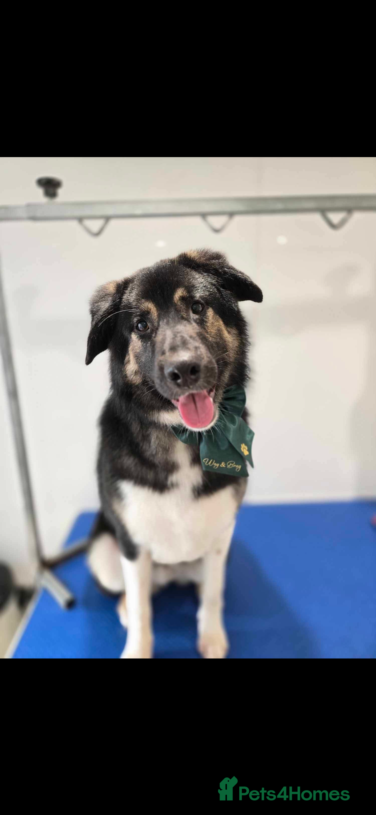 Mixed Breed dogs Beautiful Barney! - Advert 1