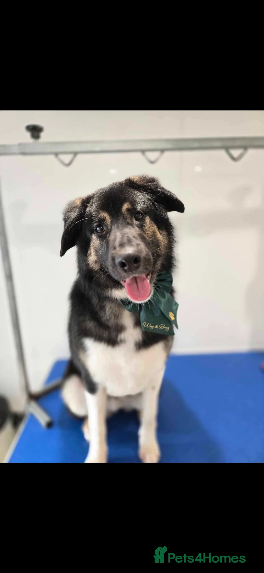 Mixed Breed dogs for sale: Beautiful Barney! - Advert 1