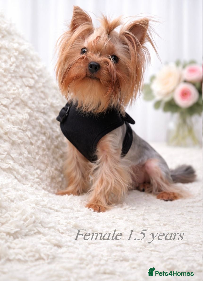 Yorkshire Terrier dogs One beautiful female and male Available💗🐾 - Advert 8