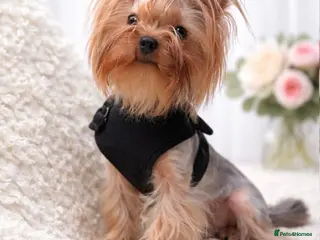 Yorkshire Terrier dogs One beautiful female and male Available💗🐾 - Advert 8