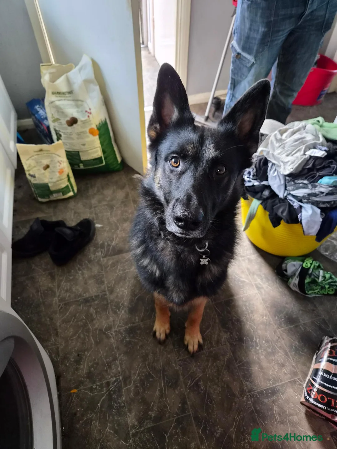 German Shepherd dogs for sale: 5 yr old male German shepherd  in Great Yarmouth - Advert 5