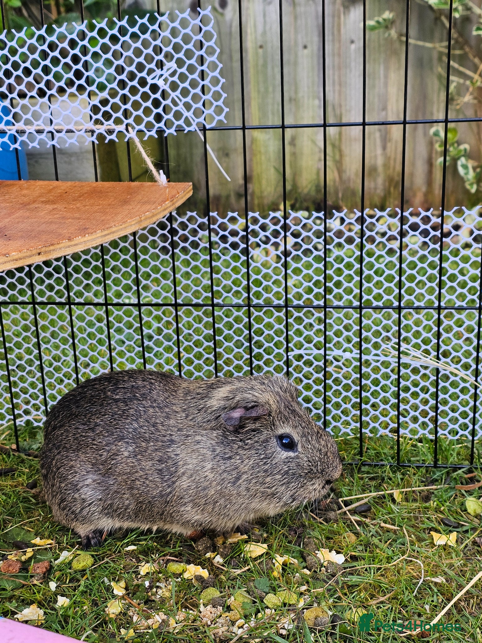 Guinea Pig rodents 5 month old male guinea pig  - Advert 24