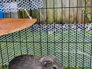 Guinea Pig rodents 5 month old male guinea pig - Advert 24