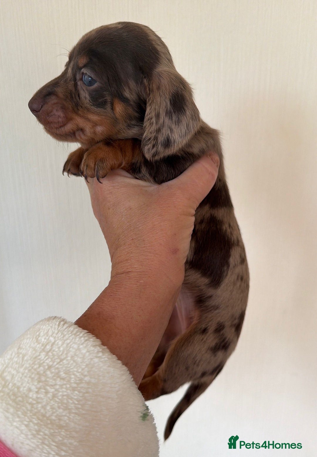 Dachshund dogs for sale: Amazing miniature dashhounds  - Advert 4