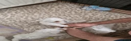 Maltese dogs for sale: Maltese puppy's - Advert 12