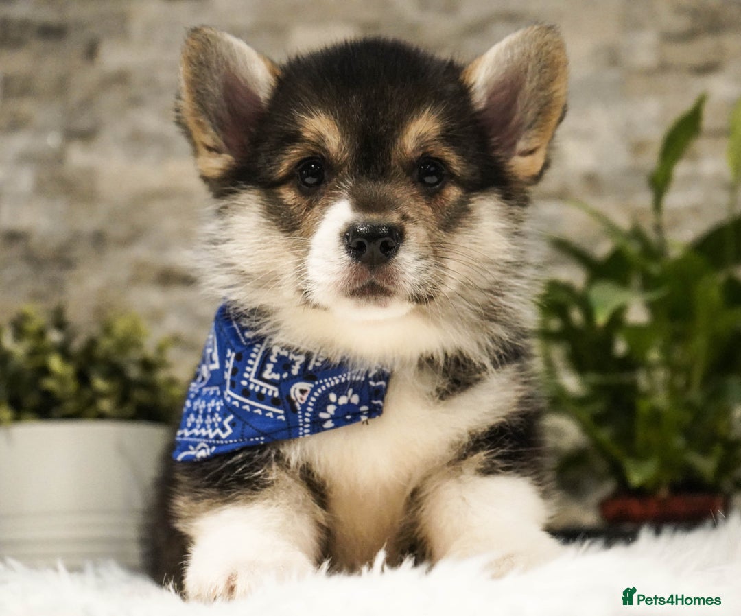 Welsh Corgi Pembroke dogs for sale: Welsh Corgi (Pembroke) - Advert 34