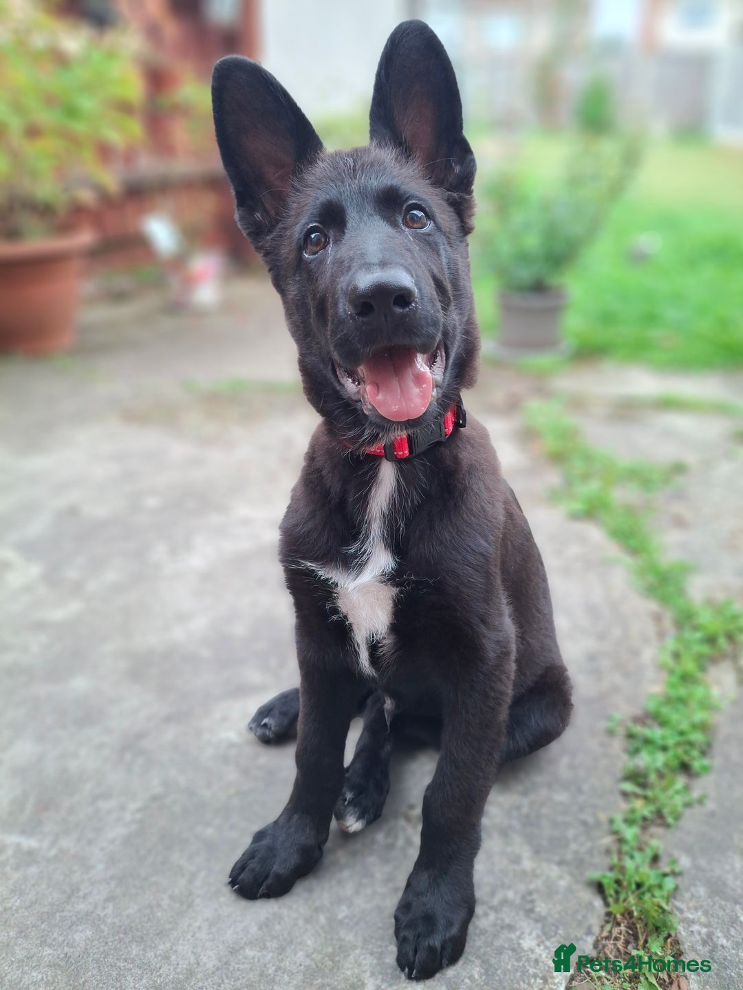 German Shepherd dogs for sale: German Shepherd KC Registered - Advert 6