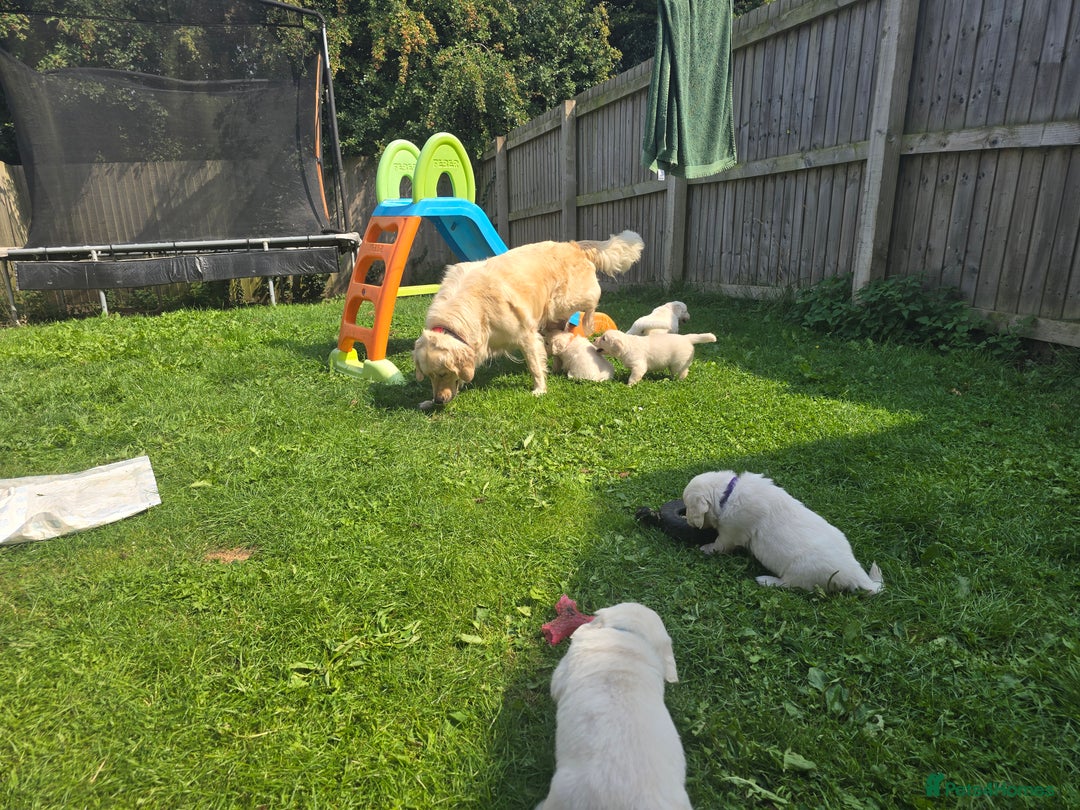 Golden Retriever dogs for sale: Cream Golden Retriever Puppies –Family Raised  - Image 20