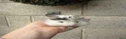 Guinea Pig rodents for sale: Gorgeous Guniea Pigs  - Advert 7