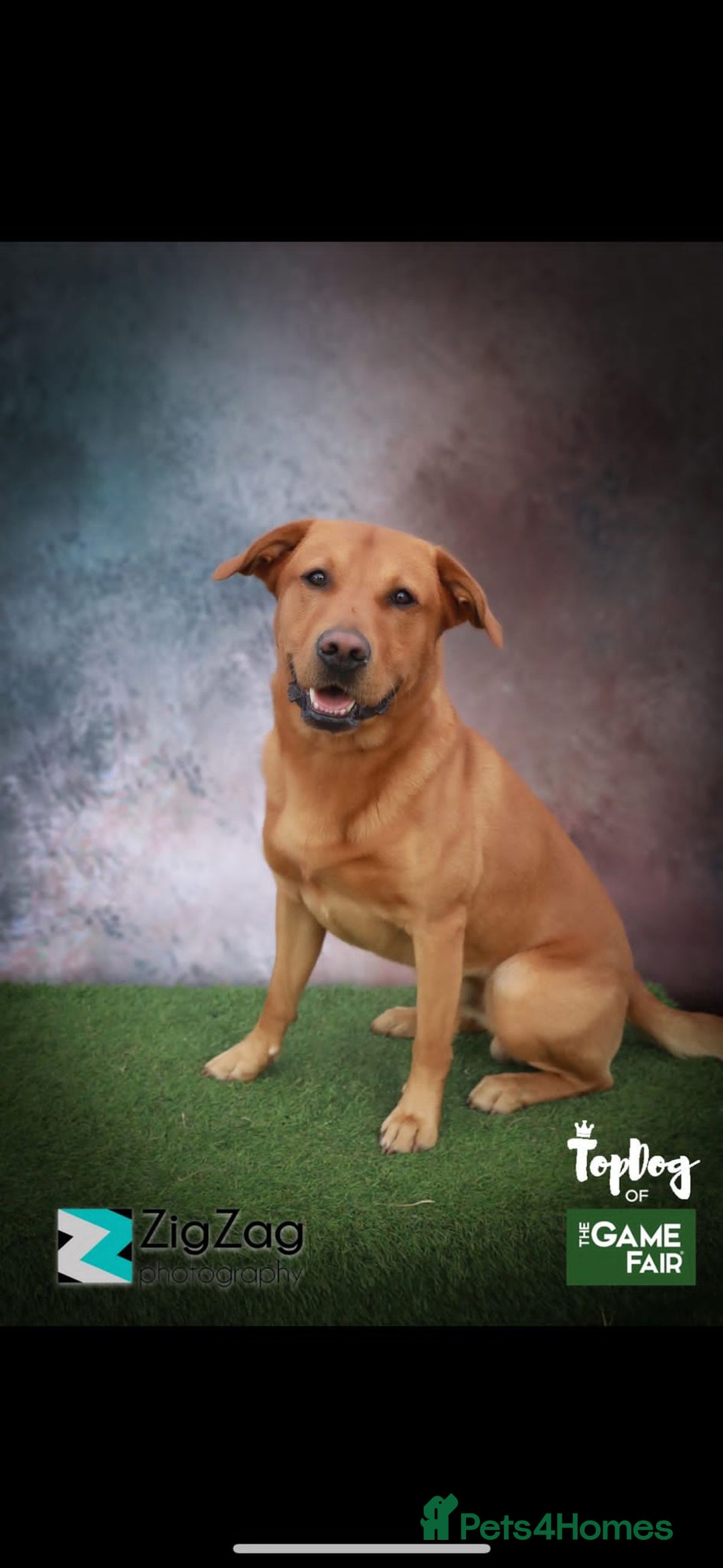 Labrador Retriever dogs for stud: KC REGISTERED FOX RED LABRADOR FOR STUD - Advert 3