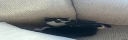 Mixed Breed cats for sale: Kittens for sale - Advert 4