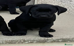 Labrador Retriever dogs for sale: Black Labrador Retriever - Image 16