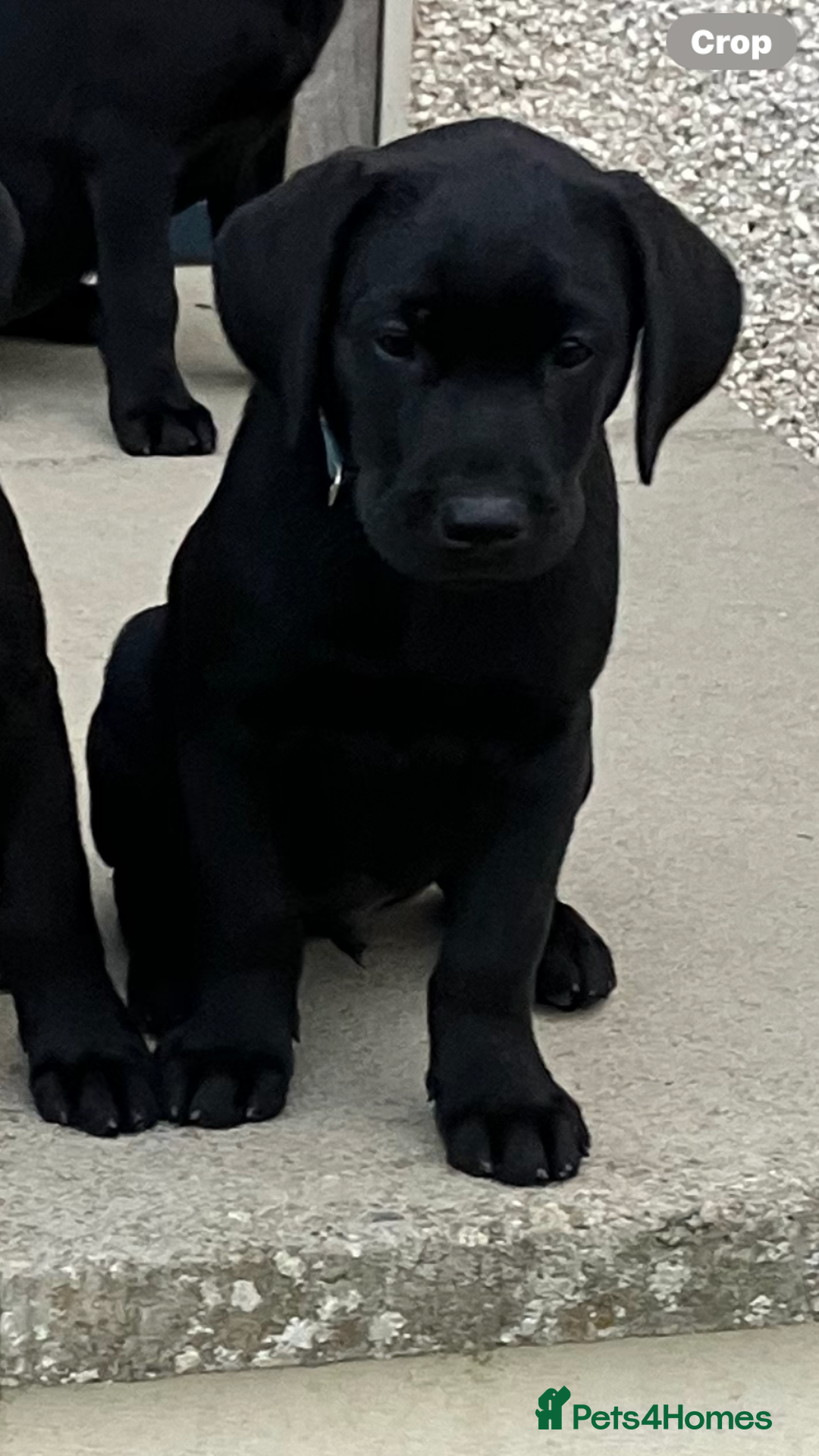 Labrador Retriever dogs for sale: Black Labrador Retriever - Image 16