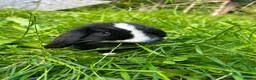 Mixed Breed rabbits for sale: Ready to go to new homes 🏡  - Advert 3