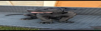 Presa Canario Puppy 3