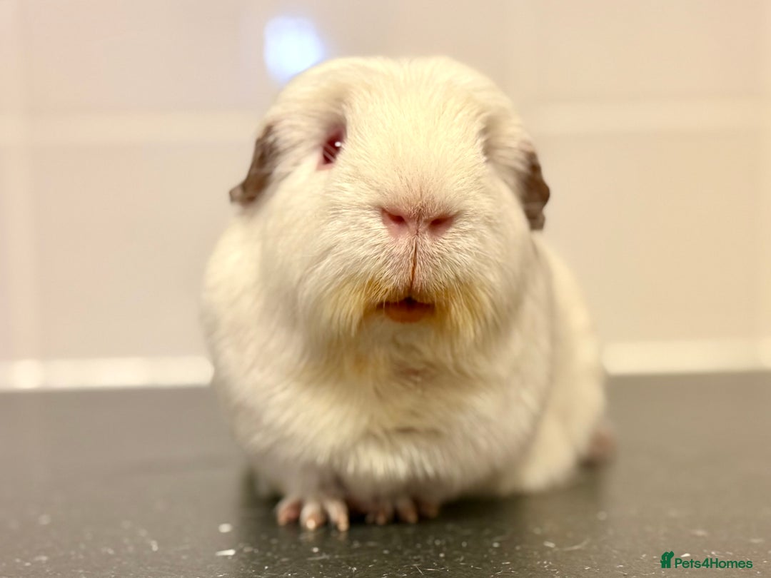 Guinea Pig rodents for sale: Single adult male and 2 female babies  - Advert 2