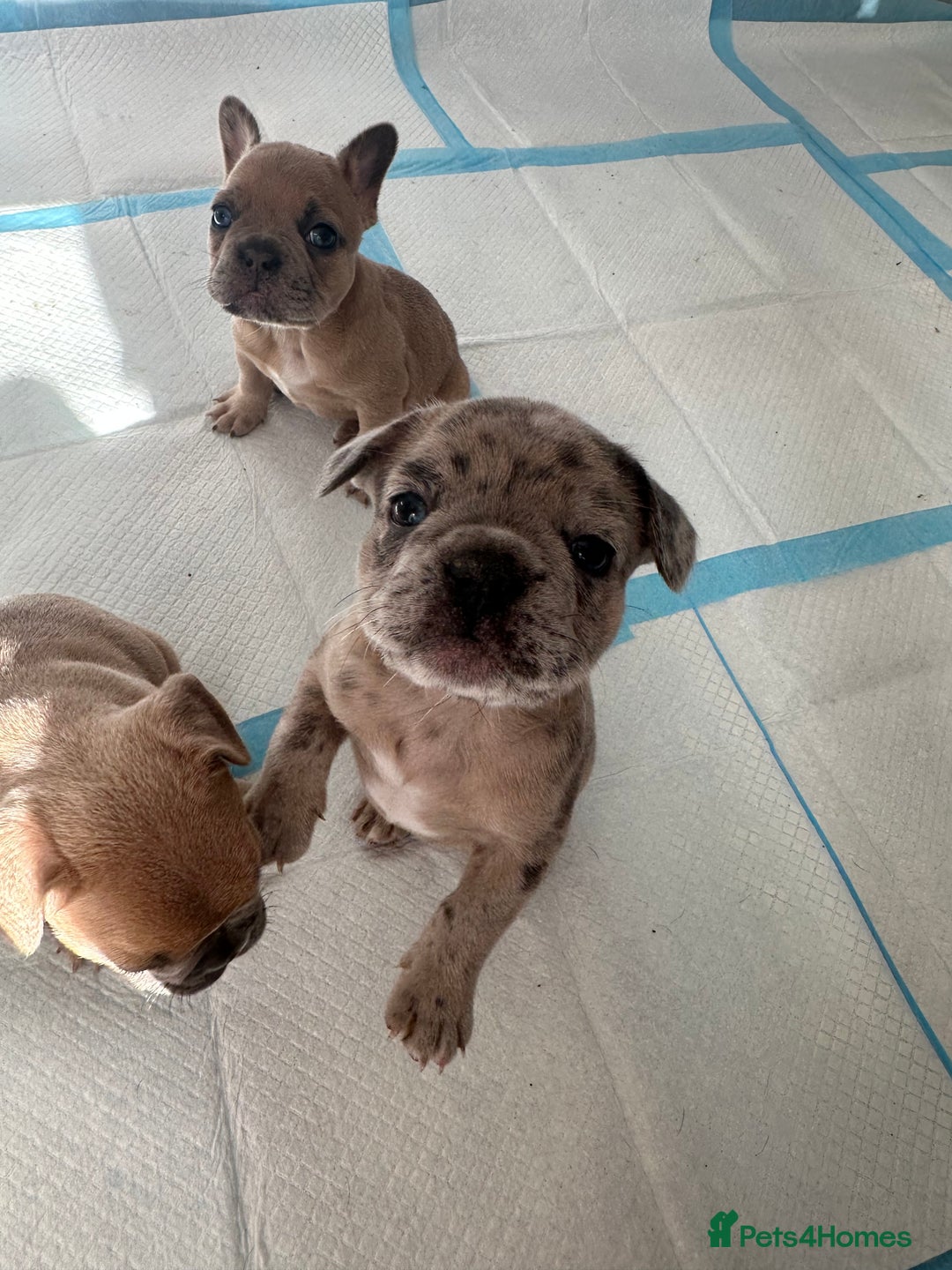 French Bulldog dogs for sale: French bulldog puppies - Image 8