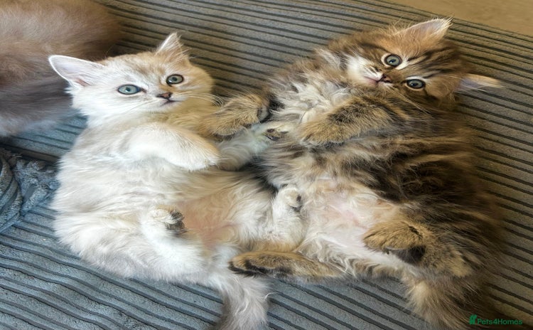 Persian cats - Advert 10