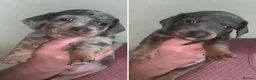 Miniature Dachshund dogs for sale: 2 x Boys Left Miniature Dachshund Pups - Advert 1