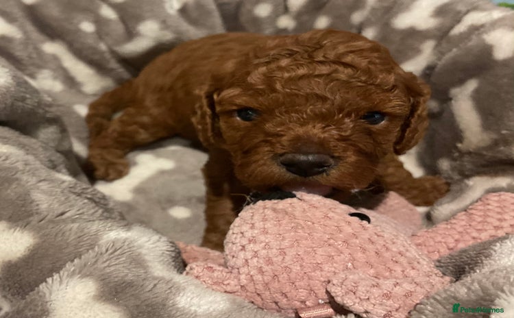 Cavapoo dogs - Advert 2