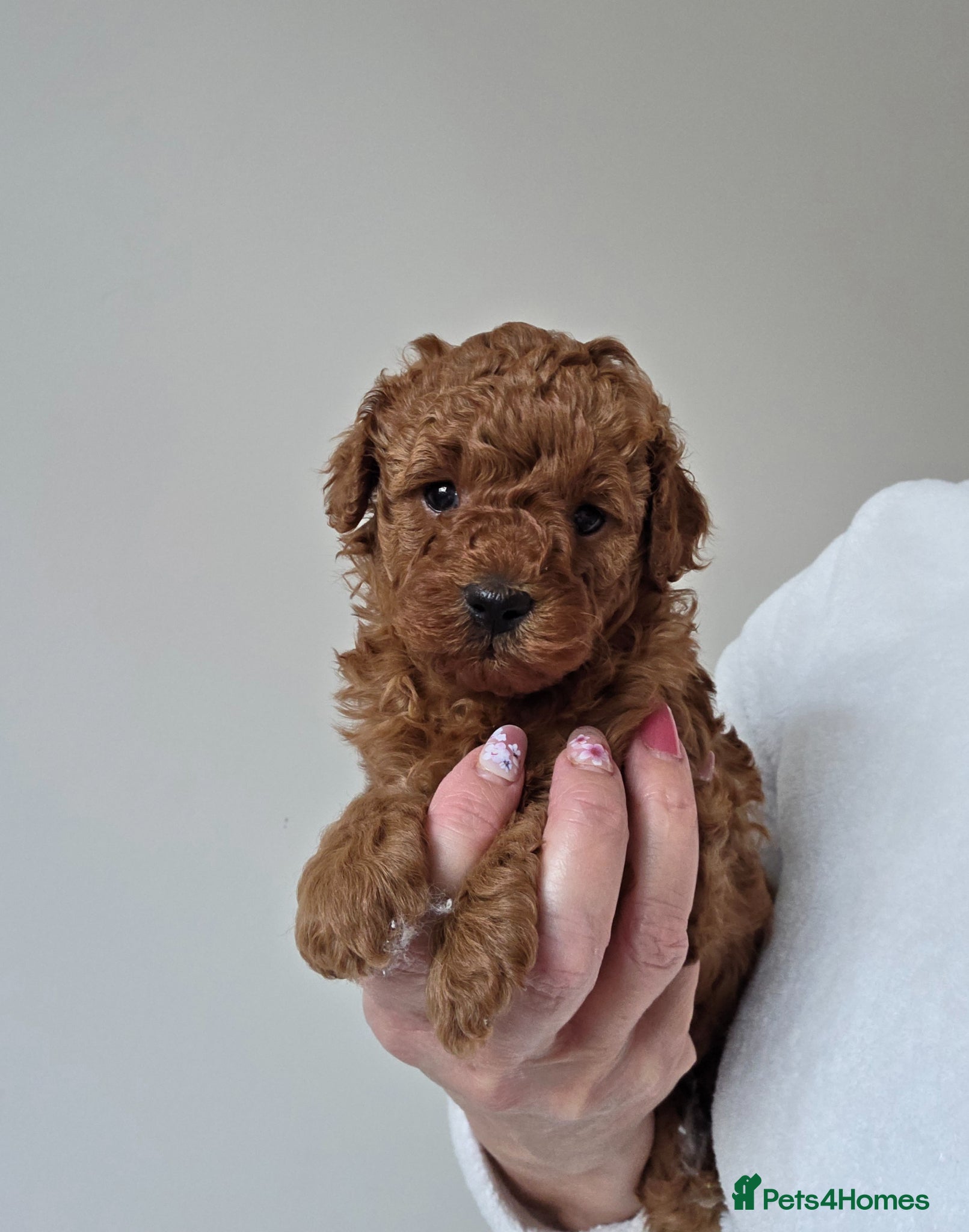Cavapoo dogs Adorable toy cavapoo puppy for sale - Advert 1