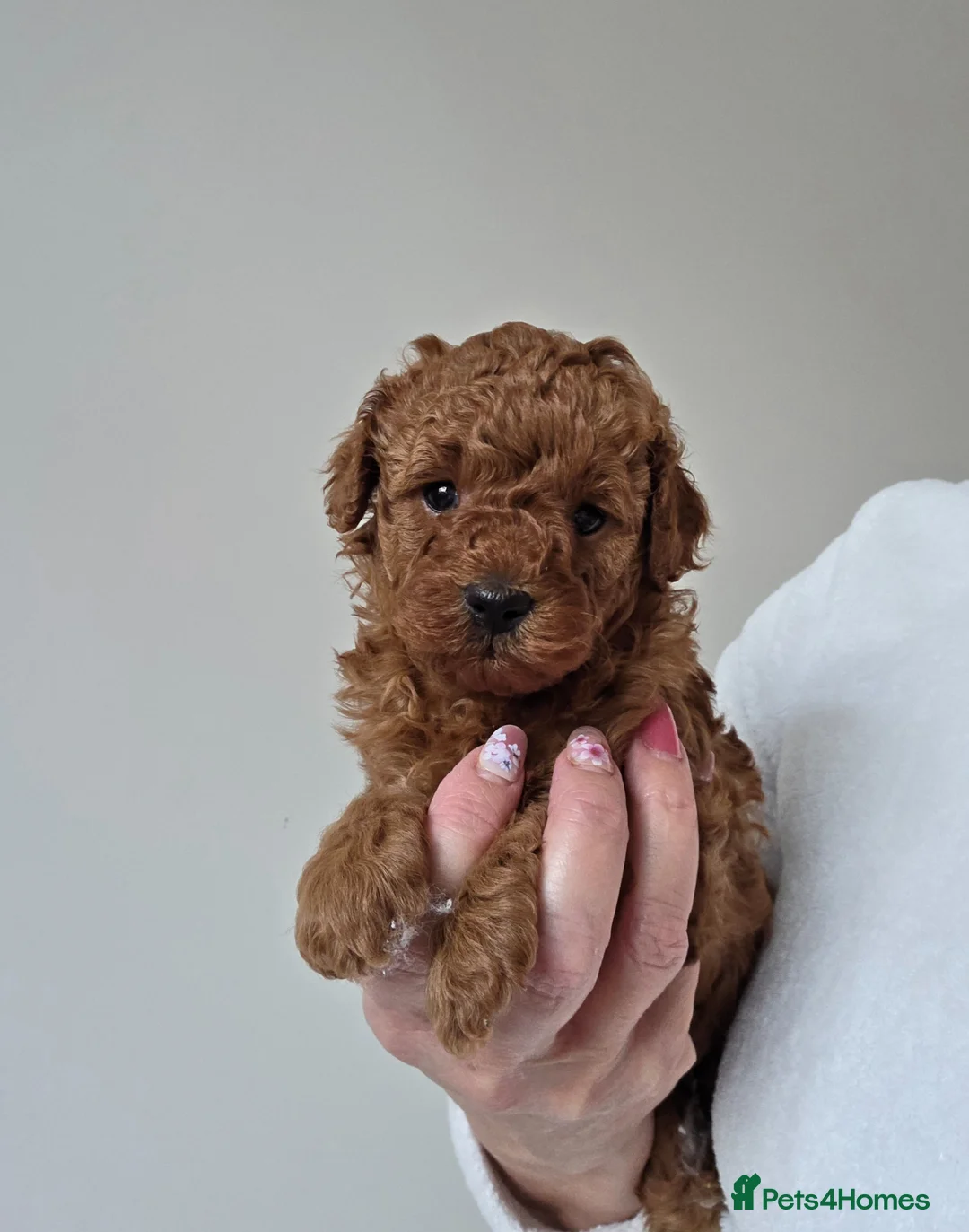 Cavapoo dogs for sale: Adorable toy cavapoo puppy for sale - Advert 2