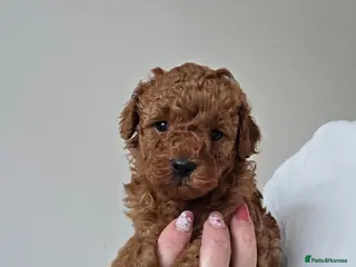 Cavapoo dogs Adorable toy cavapoo puppy for sale - Advert 2
