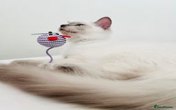 Ragdoll cats for sale: SILKY GCCF PEDIGREE RAGDOLL - Championline  in London - Image 9