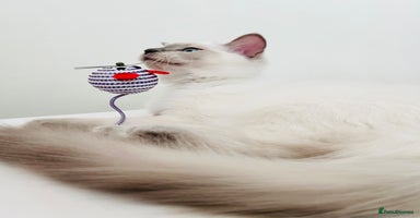 Ragdoll cats in London - Advert 4