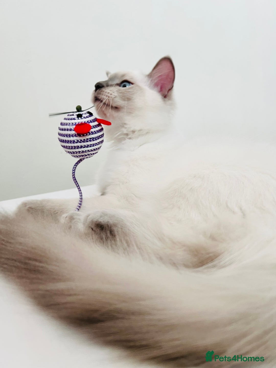 Ragdoll cats for sale: SILKY GCCF PEDIGREE RAGDOLL - Championline  in London - Image 9