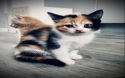 British Longhair cats for sale: 4 gorgeous fluffy kittens - Image 14