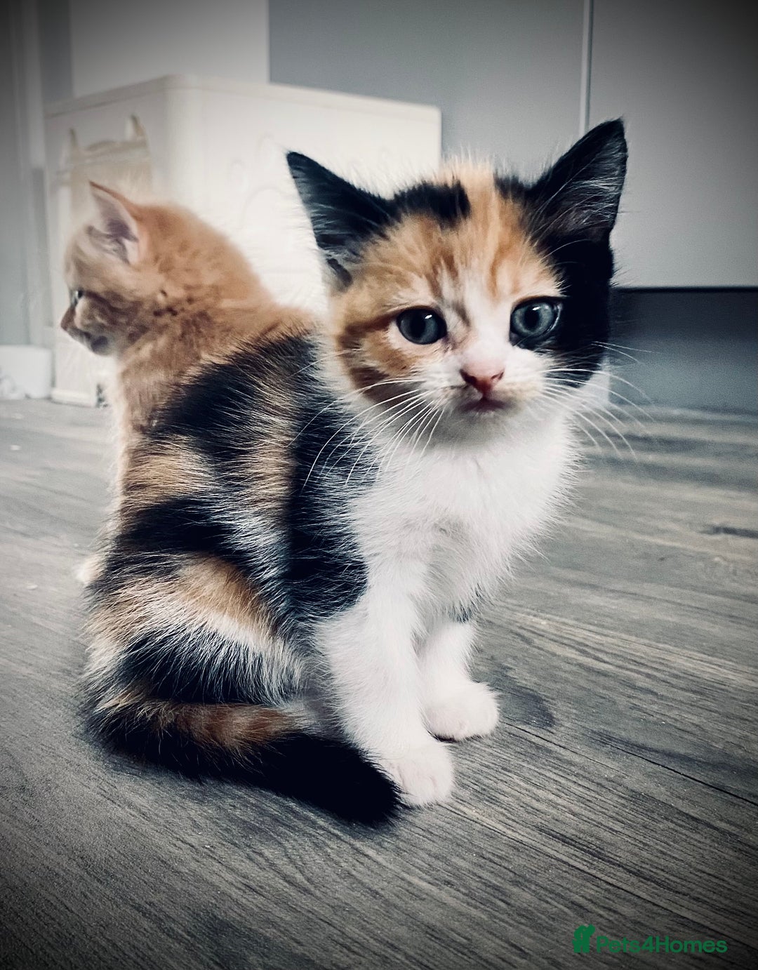 British Longhair cats for sale: 4 gorgeous fluffy kittens - Image 14