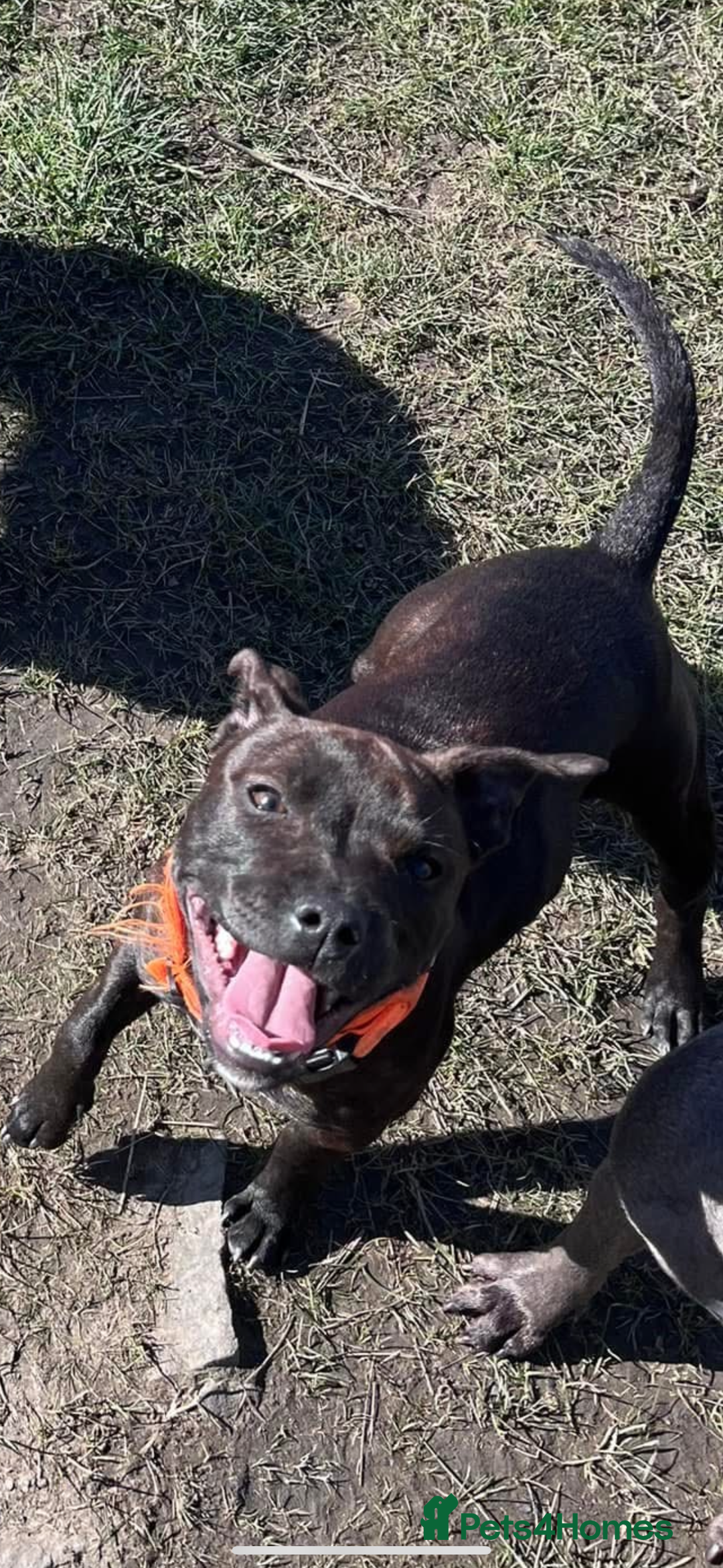 Staffordshire Bull Terrier dogs for sale: Kc Staffordshire bull terrier  - Advert 3