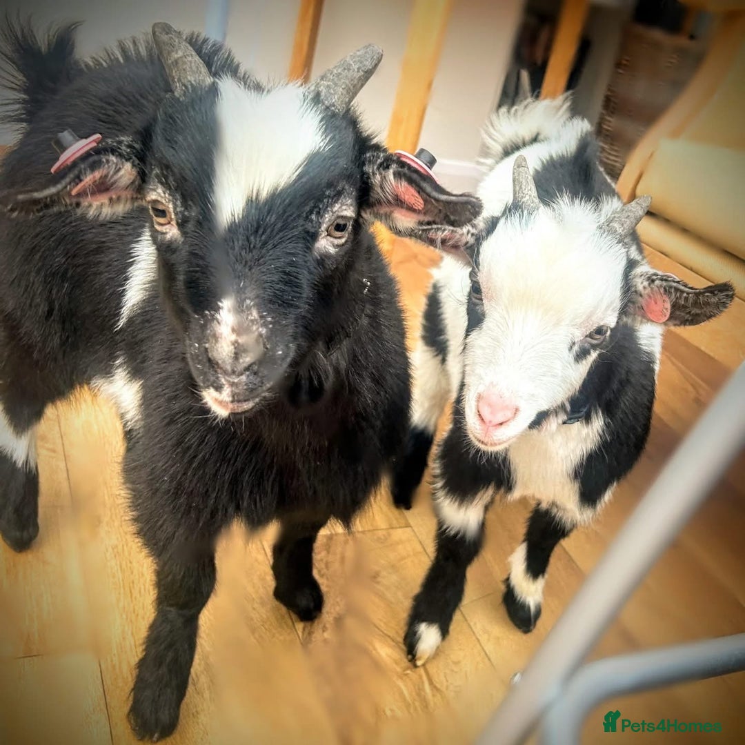 Goats livestock for sale: pygmy goats twin brothers - Image 4