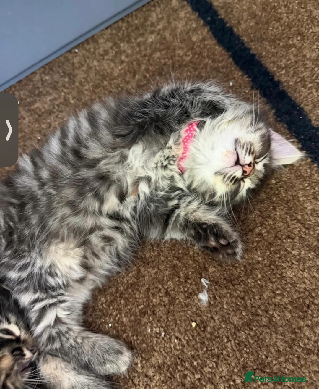 Mixed Breed cats for sale: Two Kittens Stay Together British American Mix  - Advert 2
