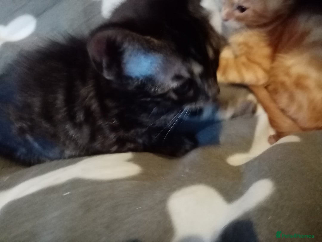 Mixed Breed cats for sale: Cute and Playful Kittens - Advert 28