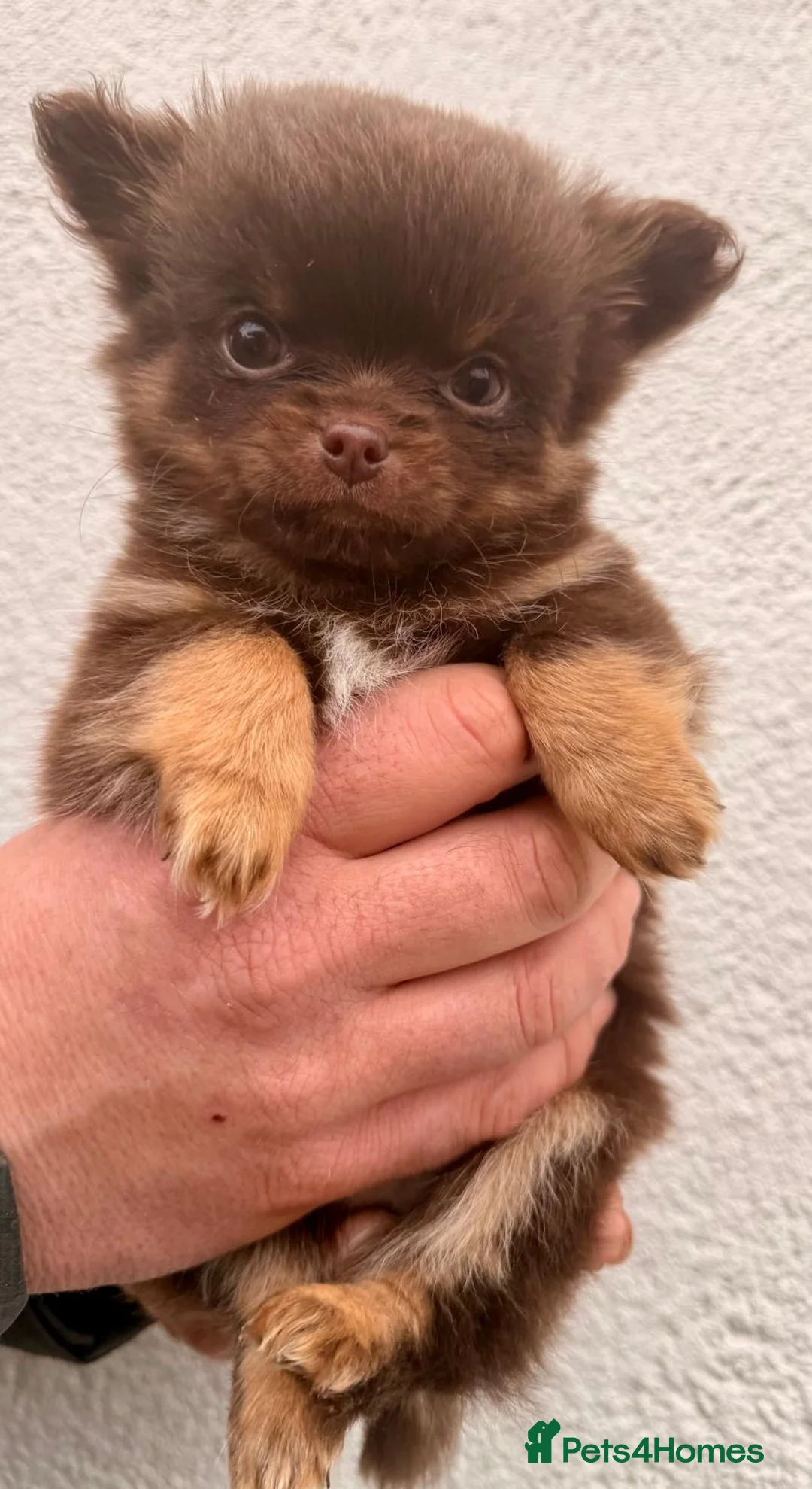 Pomchi dogs for sale: 3 Fabulous Pomchi Pups - Advert 1
