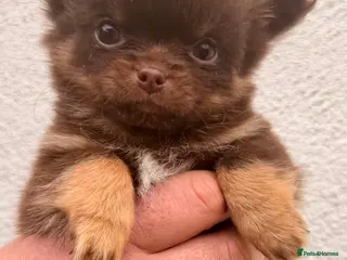 Pomchi dogs 3 Fabulous Pomchi Pups - Advert 1