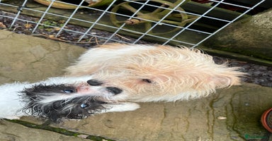 Jack Russell dogs Farm bred rough coated Jack Russell boy for sale - Advert 15