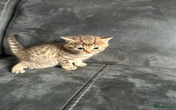 British Shorthair cats for sale: Kittens British shorthair mixed  - Image 25
