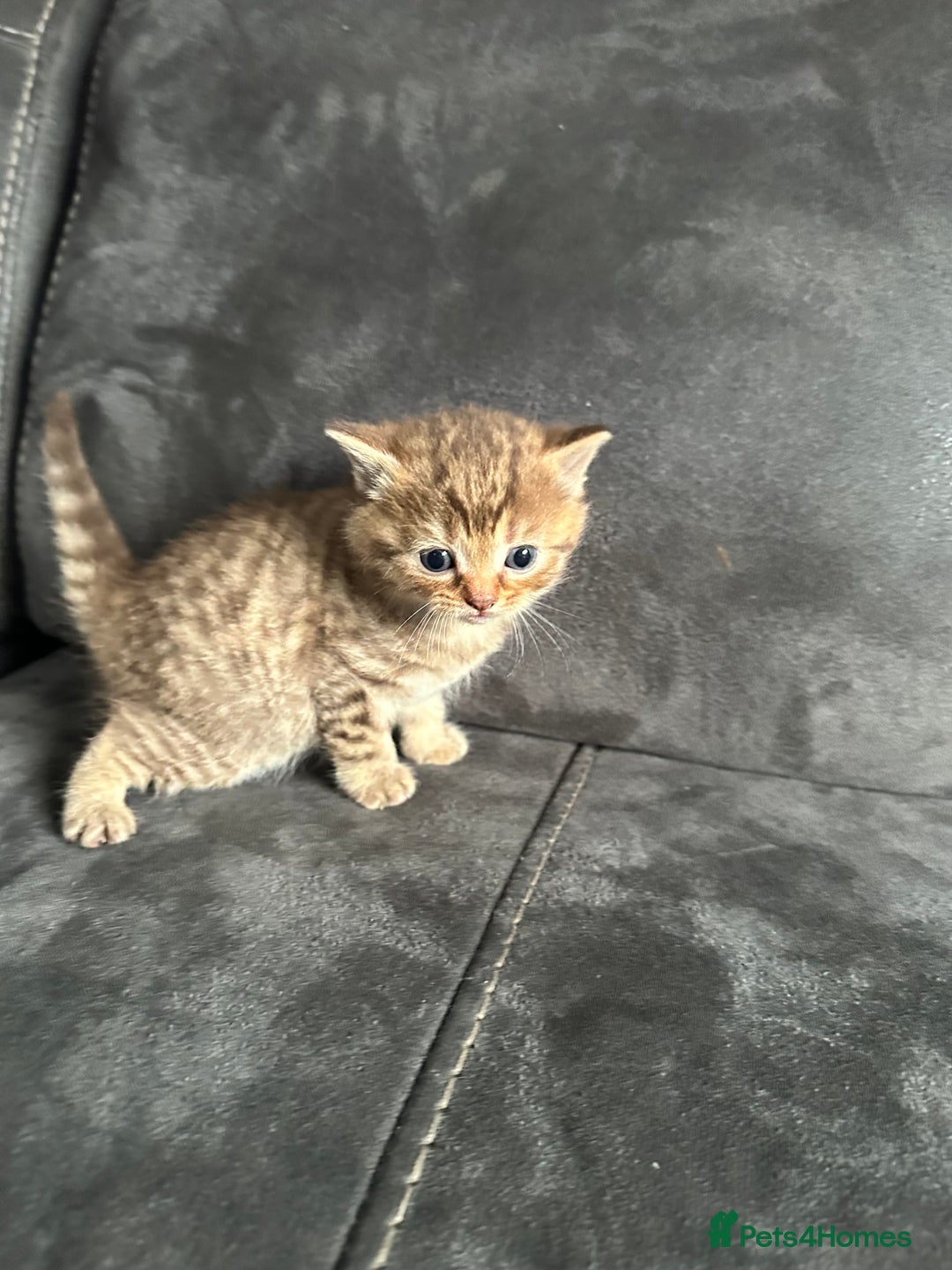 British Shorthair cats for sale: Kittens British shorthair mixed  - Image 25