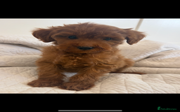 Labradoodle dogs for sale: LICENSED BREEDER extra mini tested labradoodles - Image 6