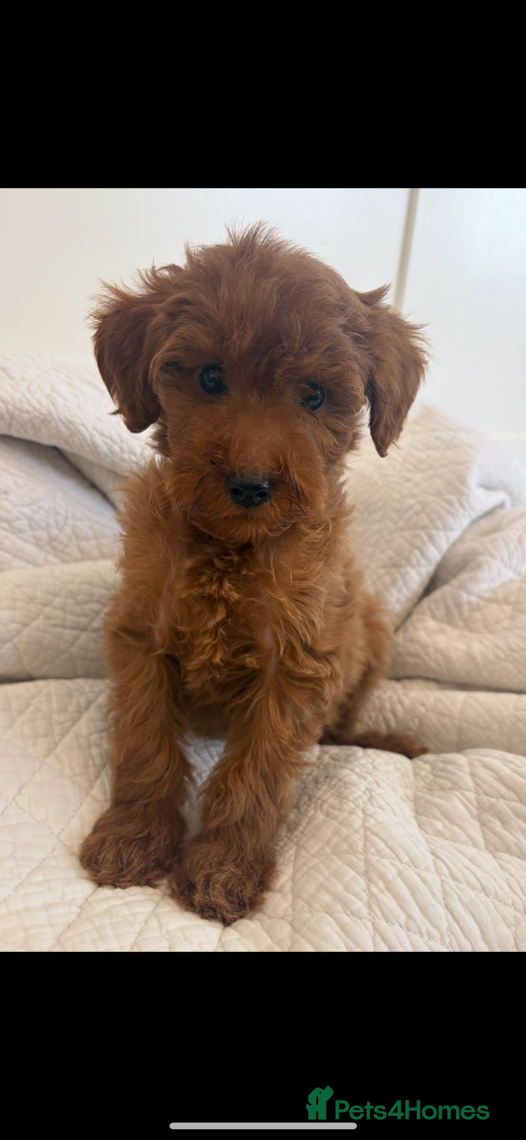 Labradoodle dogs for sale: LICENSED BREEDER extra mini tested labradoodles - Image 6