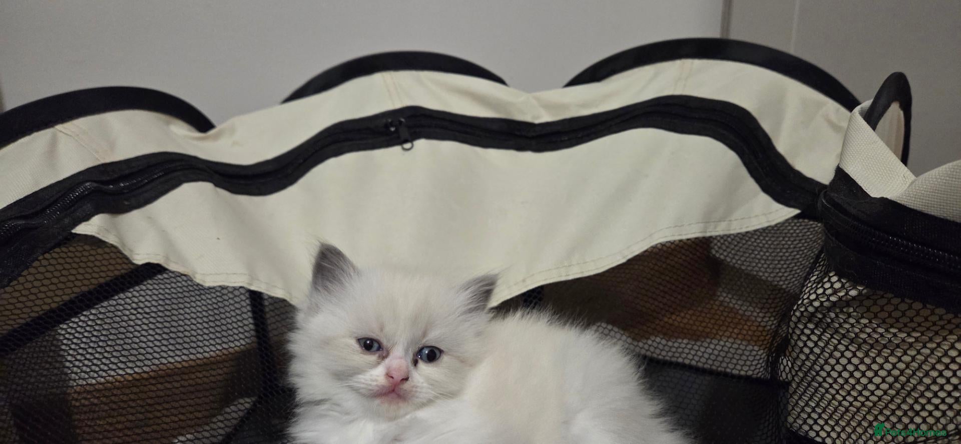 Mixed Breed cats Beautiful Ragdoll cross kittens  - Advert 3