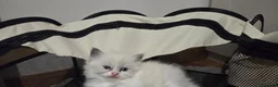 Mixed Breed cats for sale: Beautiful Ragdoll cross kittens  - Advert 3