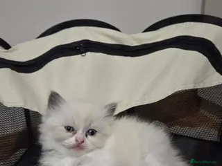 Mixed Breed cats Beautiful Ragdoll cross kittens - Advert 3