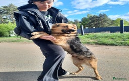 Mixed Breed dogs for adoption: 💖🐶 CHIKA 🐶💖 - Image 7