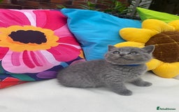 British Shorthair cats for sale: GCCF Outstanding British Short Hair kitten  - Image 5